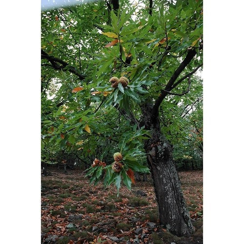 Gourmanity globally sources the best chestnuts in a jar