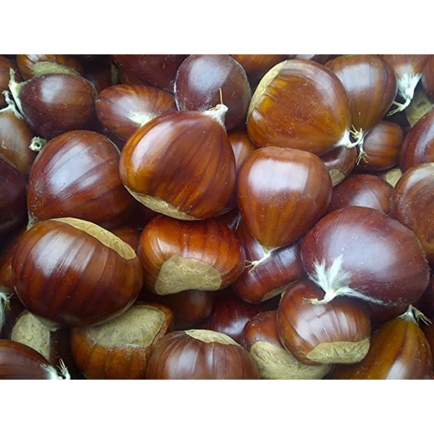 Gourmanity Organic Roasted Chestnuts Pouches 3.5oz - Gourmanity