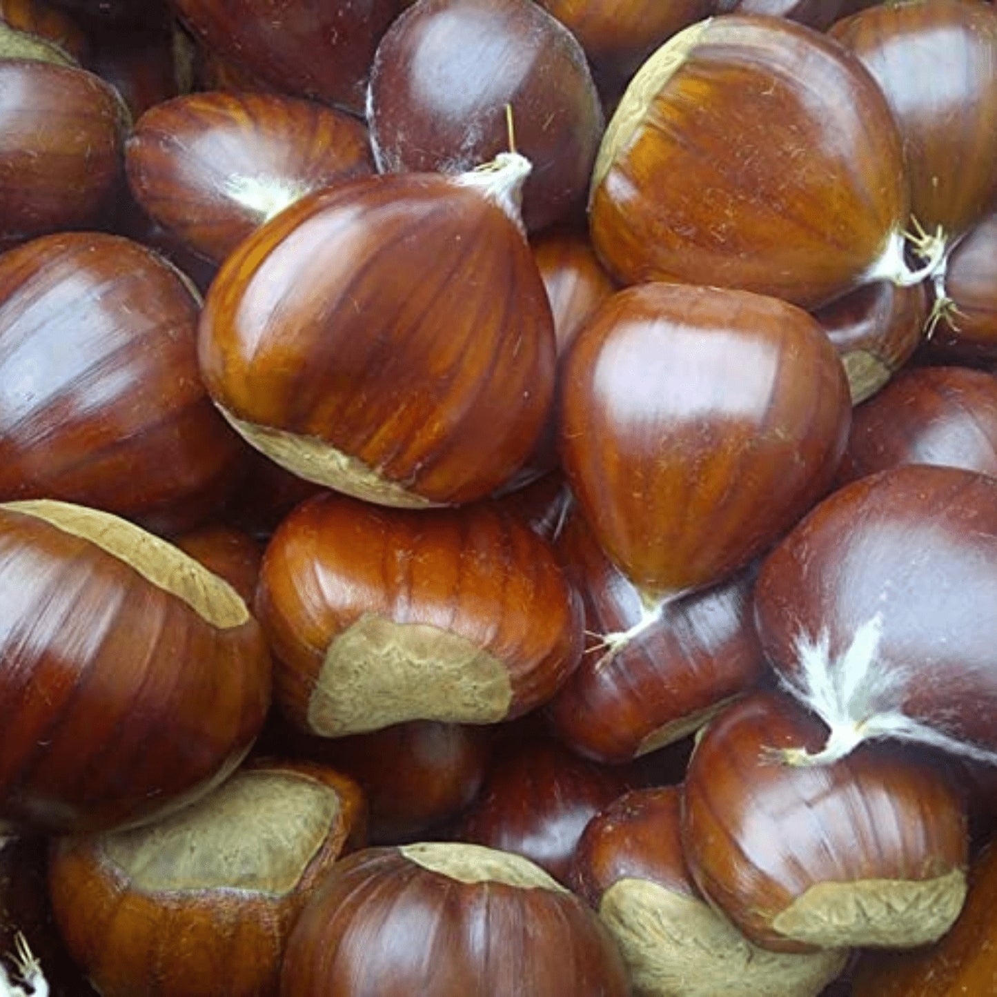 Close-up of freshly harvested chestnuts for Gourmanity’s chestnuts in a Jar.