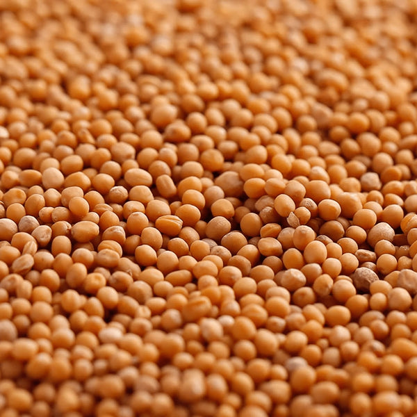 Gourmanity Yellow Mustard Seeds 1lb - Gourmanity